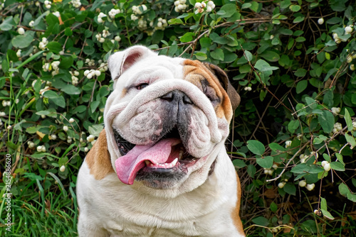 Dog. The English Bulldog. Portrait of a funny purebred dog in the park. Pets.