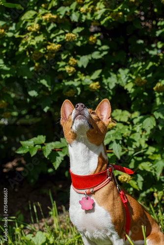 African barkless dog. A portrait of a Basenji dog in summer, during a walk.
