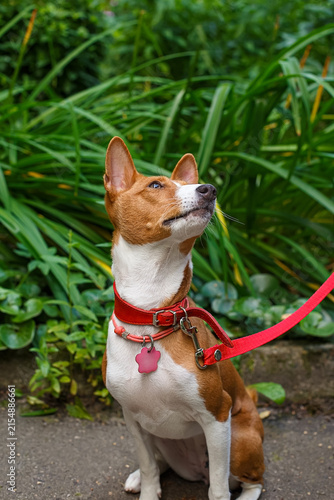 A portrait of a playful Basenji dog in a natural park.