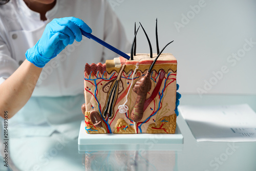 Doctor explaining hair follicle structure to a patient using an anatomical skin model during a professional trichology consultation featuring a detailed anatomical model of human skin and hair.
