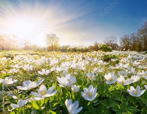 field of white flowers blooms in bright sunshine during spring season in a garden