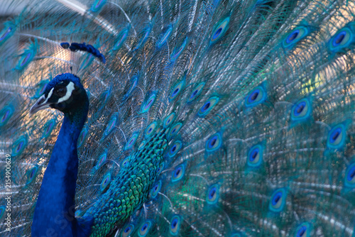 pavo real