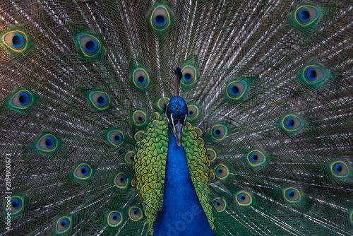 pavo real