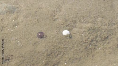 A close-up shot of small wild hermit crabs crawling on wet sandy ground under shallow clear sea water along the coast during low tide. Animal living in nature scene.
