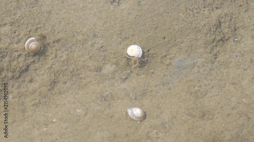 A close-up shot of small wild hermit crabs crawling on wet sandy ground under shallow clear sea water along the coast during low tide. Animal living in nature scene.