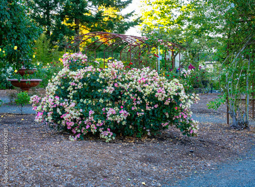Seatac Flower Bush
