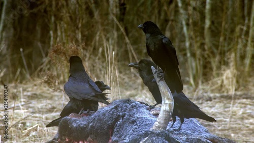 The circulation of dead organisms in nature. A flock of ravens near a dead cow. Survival, the laws of nature.