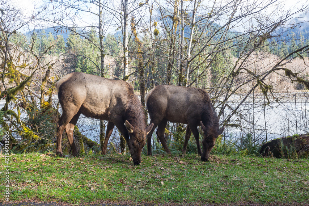 Obraz premium Elk