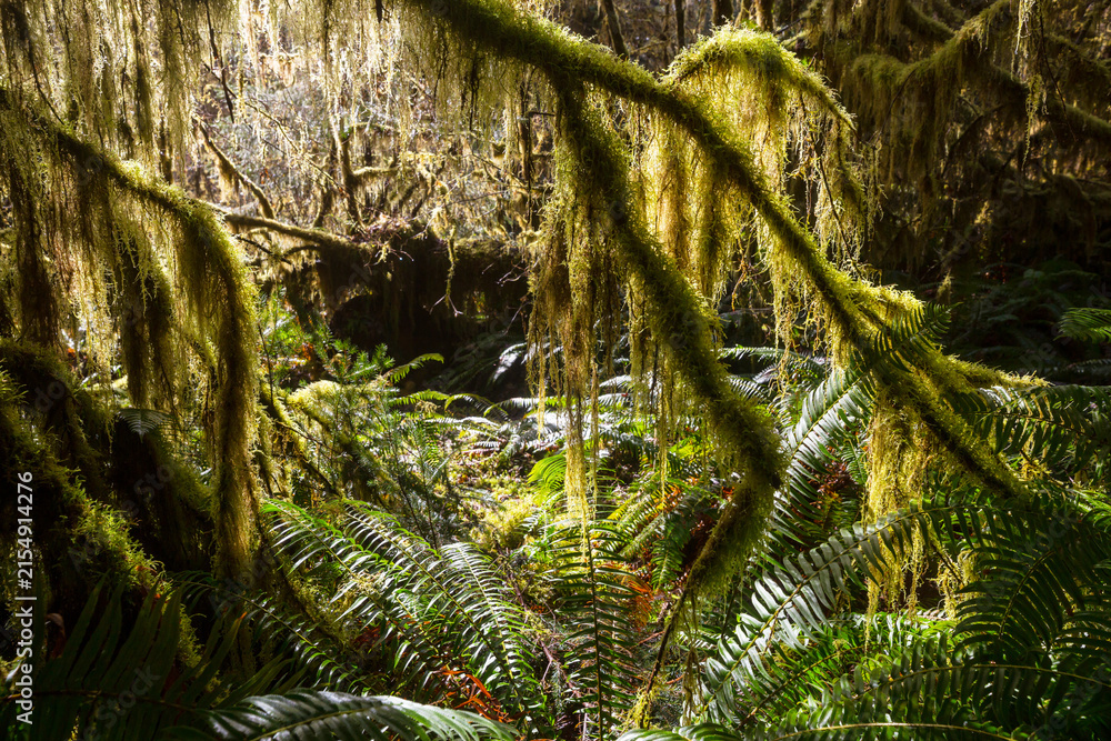 Obraz premium Rain forest