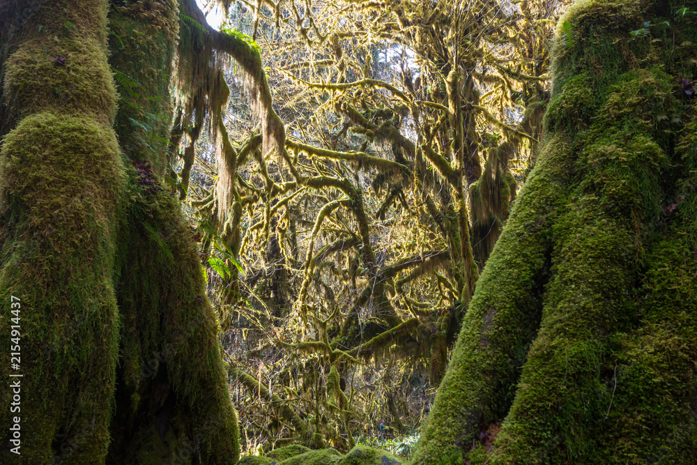 Obraz premium Rain forest
