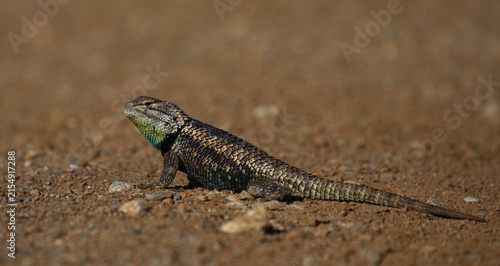 Desert Spiny Lizard in full length portrait image in American Southwest region