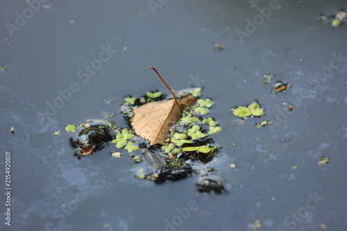 Photography A single dry leaf floats on the surface of polluted water, surrounded by algae and oil slick