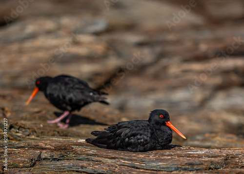 Cuadro en lienzo Russausternfischer Haematopus unicolor Paar auf verwittertem Treibholz bei Brigh
