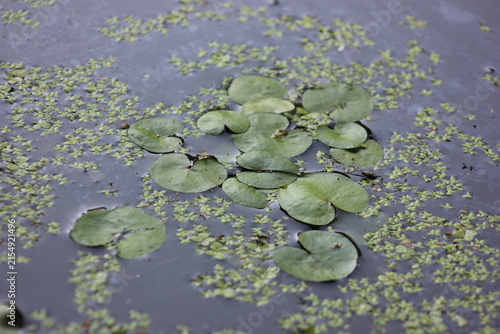 Obraz na płótnie A cluster of vibrant green lily pads floating on calm water, surrounded by small