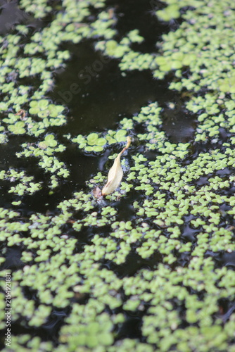 Bild auf Leinwand A duckweed covered pond with a single fallen leaf floating on the surface