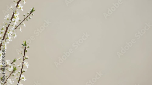 White spring blooming flowers on beige background