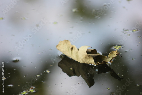 Photography A dry leaf floating on the water surface, reflecting its shape and surrounded by