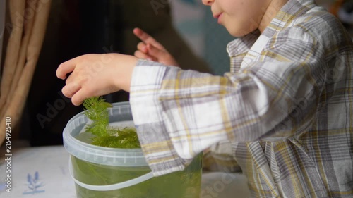 Curious Little Boy Examining a Wet Aquatic Plant (Hornwort) for a Home Biology Science Project