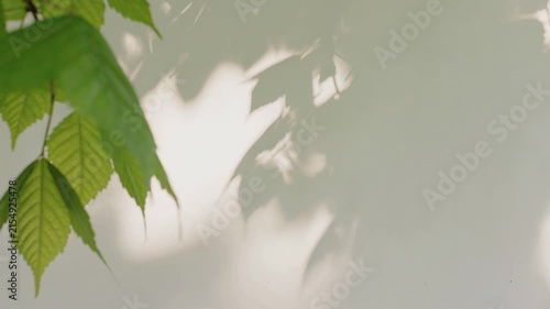 Green leaves casting soft shadows on a wall