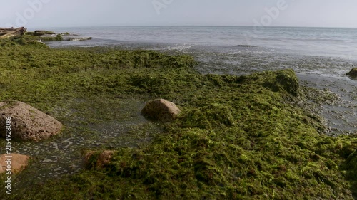 A beach scene with a thick layer of green algae covering the sand, next to a body of water
