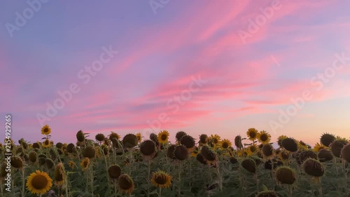 Beautiful evening sky over sunflower field. Picturesque sunset with vibrant colors	