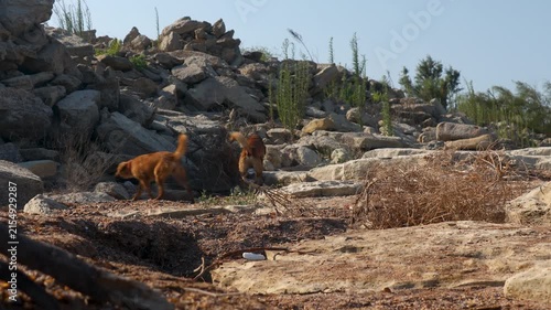 Two brown dogs sit atop a rocky hill, enjoying the view