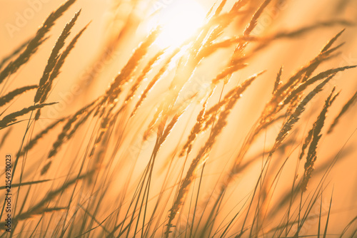 Wild grass in the autumn forest against the yellow sky at sunset. Beautiful autumn nature background. Selective focus