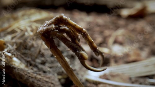 The circulation of dead organisms in nature. Skeleton of a dead bird, leg. Panorama. Survival, laws of nature.