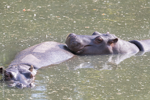 Two common hippopotamuses resting together in water with one resting its head on the other's back