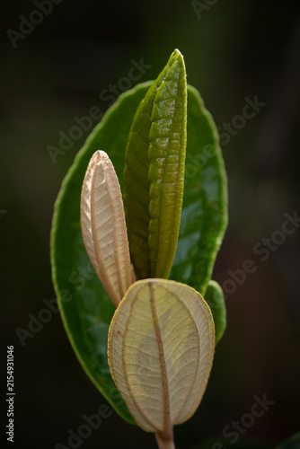 A sprout of Miconia albicans. A species of shrub known as canela-de-velho in Brazilian Portuguese.