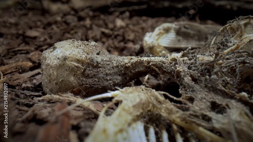 The circulation of dead organisms in nature. Skeleton of a dead bird. Panorama. Survival, laws of nature.