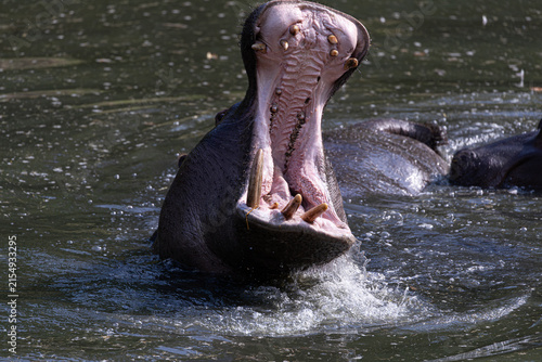 Dramatic close-up of a large hippopotamus with its massive mouth wide open splashing in water