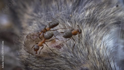 The circulation of dead organisms in nature. Ants eat a dead mouse. Survival, laws of nature.
