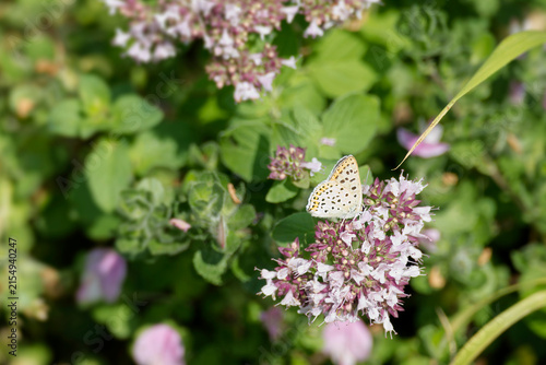 Male Sooty Copper (Lycaena tityrus) butterfly sitting on a pink flower in Zurich, Switzerland