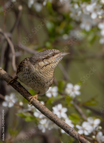 Photography Eurasian Wryneck  - in spring at the garden