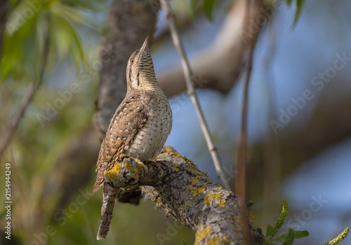 Konstfotografi Eurasian Wryneck  - in spring at the garden