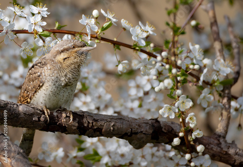 Фотография Eurasian Wryneck  - in spring at the garden