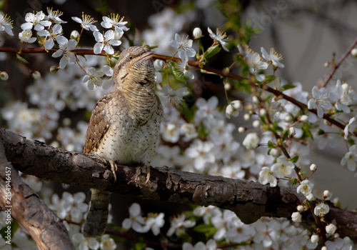 Canvastavla Eurasian Wryneck  - in spring at the garden