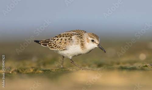 Cuadro en lienzo Little stint - at a seashore on the autumn migration way