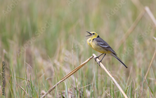 Foto Citrine Wagtail - male bird at a wetland in spring