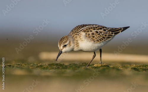 Canvas Print Little stint - at a seashore on the autumn migration way