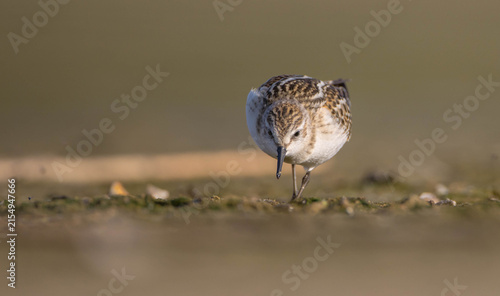 Foto Little stint - at a seashore on the autumn migration way