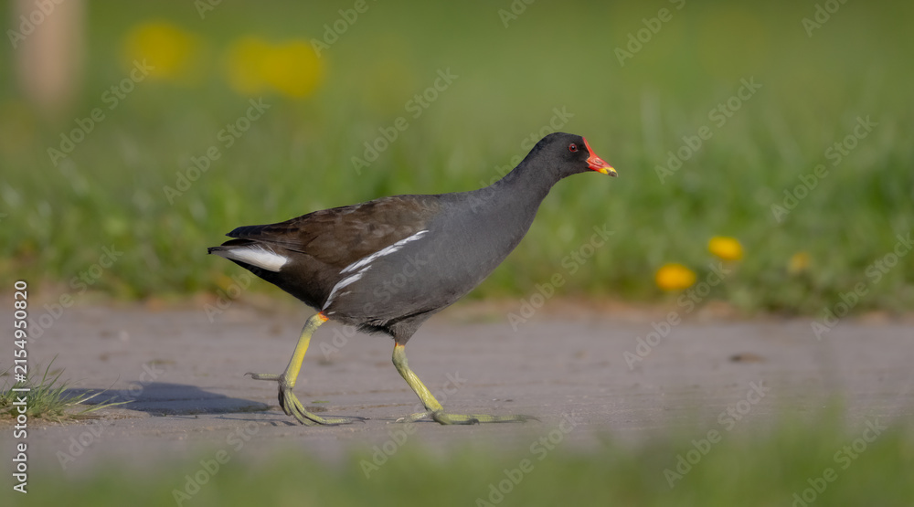 Obraz premium The common moorhen - adult bird in spring