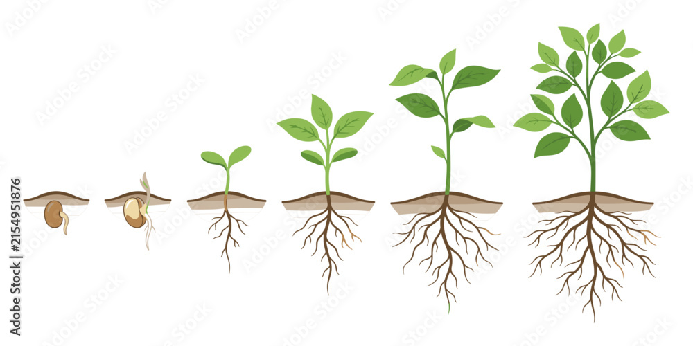 Fototapeta premium Plant Growth Cycle Diagram Vector Set Seed Germination Sprout Tree Clipart