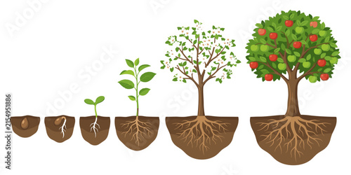 Foto Apple Tree Growth Cycle Diagram Vector Set Seed Germination Blossom Fruit Clipar