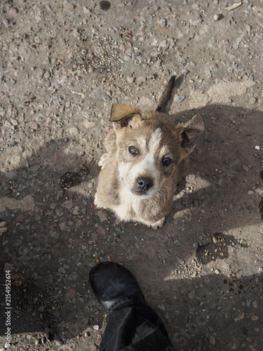 A vertical high-angle shot of a cute stray puppy sitting on the ground, looking directly up at the camera near a person's foot