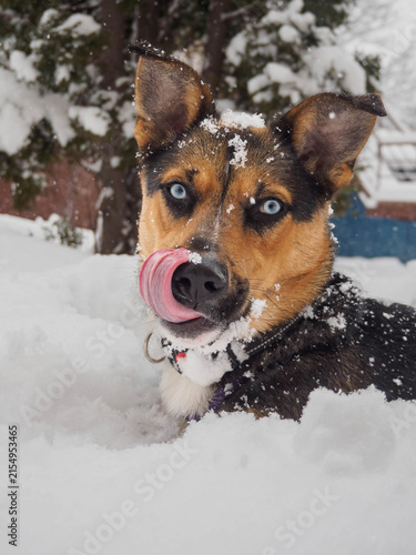A close-up vertical picture of a blue-eyed dog lying in deep snow with its tongue sticking out to lick its nose. Snowflakes cover its snout and fur against a snowy, blurred background