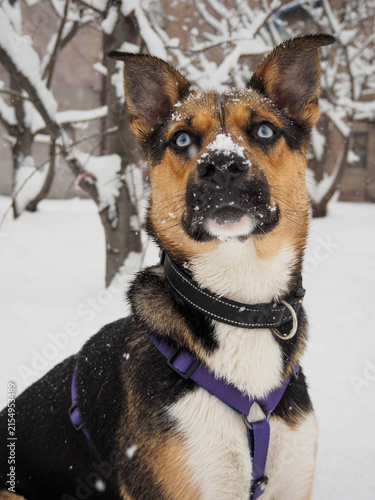 A vertical portrait of a brown and black dog with striking blue eyes sitting outdoors during a snowfall with snow on its snout. The dog is wearing a purple harness and collar, looking toward camera