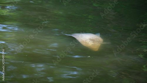 Konstfotografi Dead fish in the water