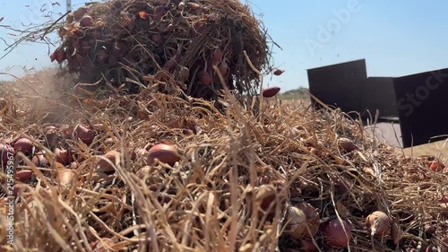 Shallot Harvest with Freshly Gathered Bulbs and Agricultural Machinery in a Field, Onion Sets Crop Harvesting, Farm Work, Mechanical Processing
